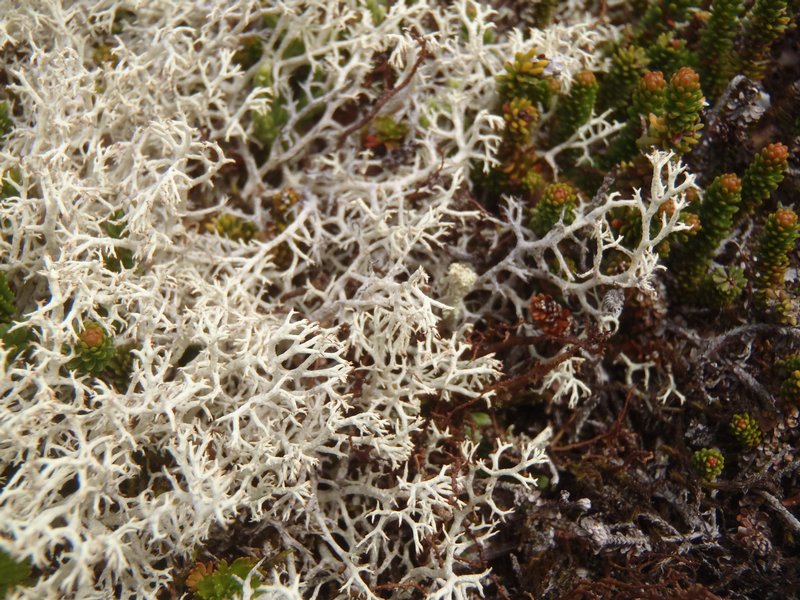 Cladonia wainioi