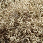 Cladonia wainioi