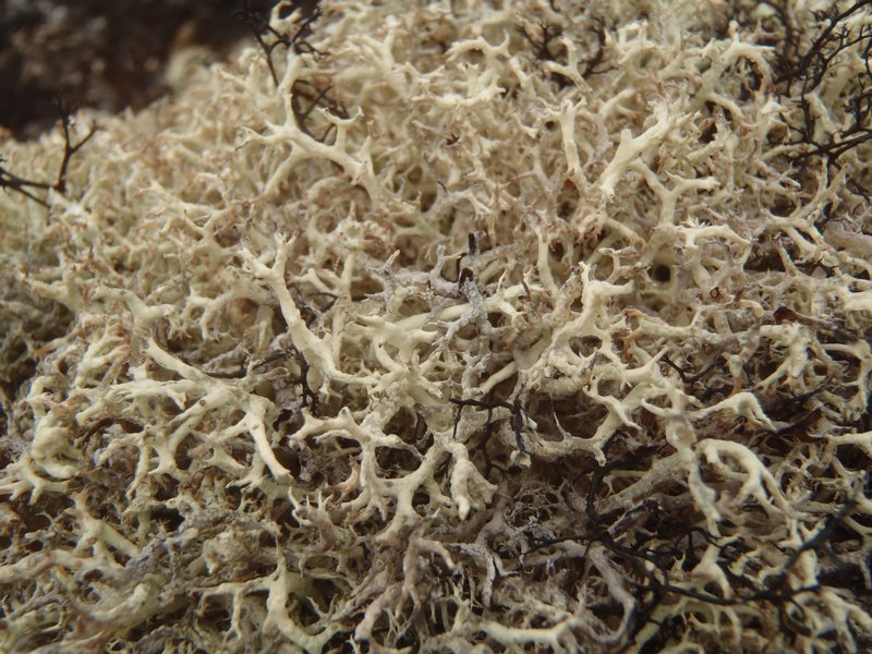 Cladonia wainioi