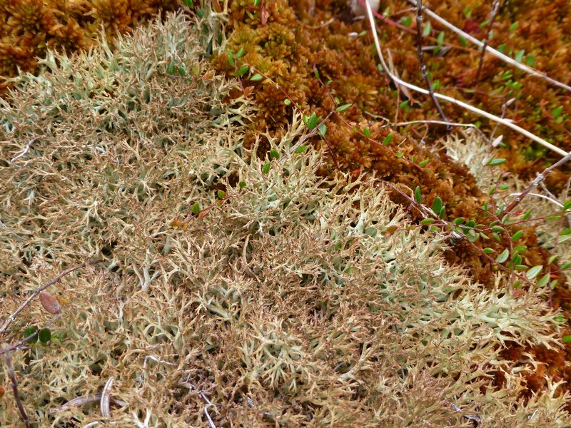 Cladonia wainioi