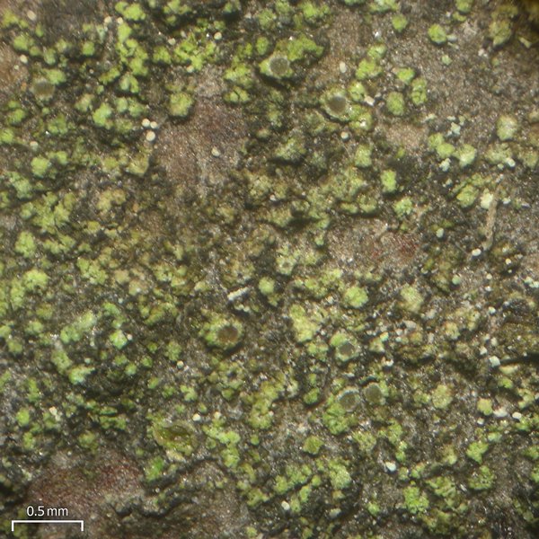 Cliostomum flavidulum