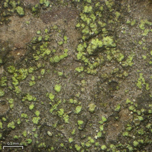 Cliostomum flavidulum