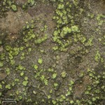 Cliostomum flavidulum