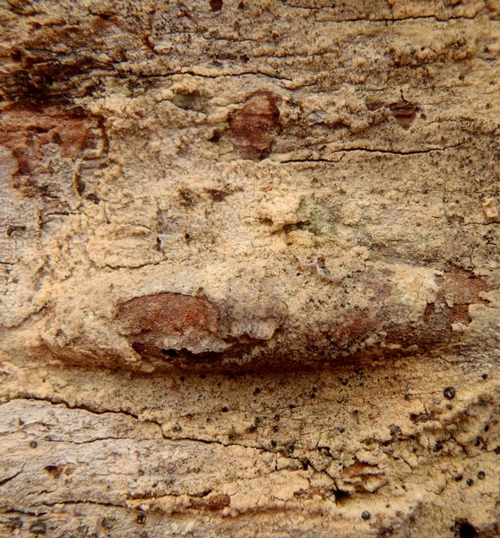 Cliostomum flavidulum