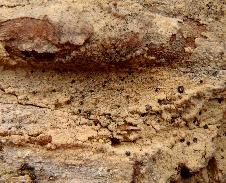 Cliostomum flavidulum