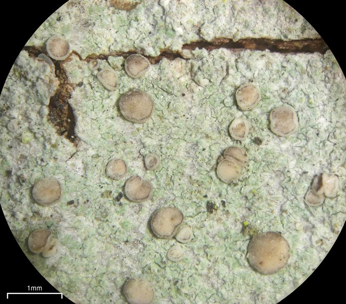 Cliostomum griffithii
