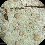 Cliostomum griffithii