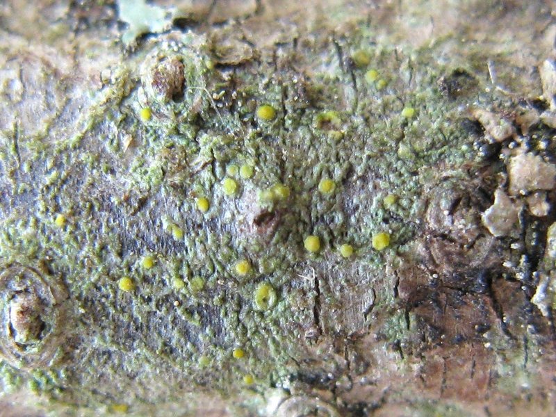 Cliostomum vitellinum