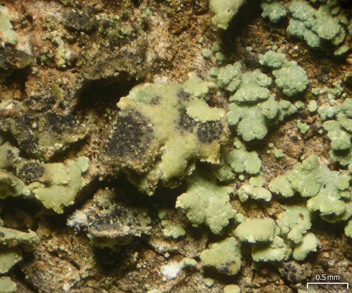 Clypeococcum hypocenomycis