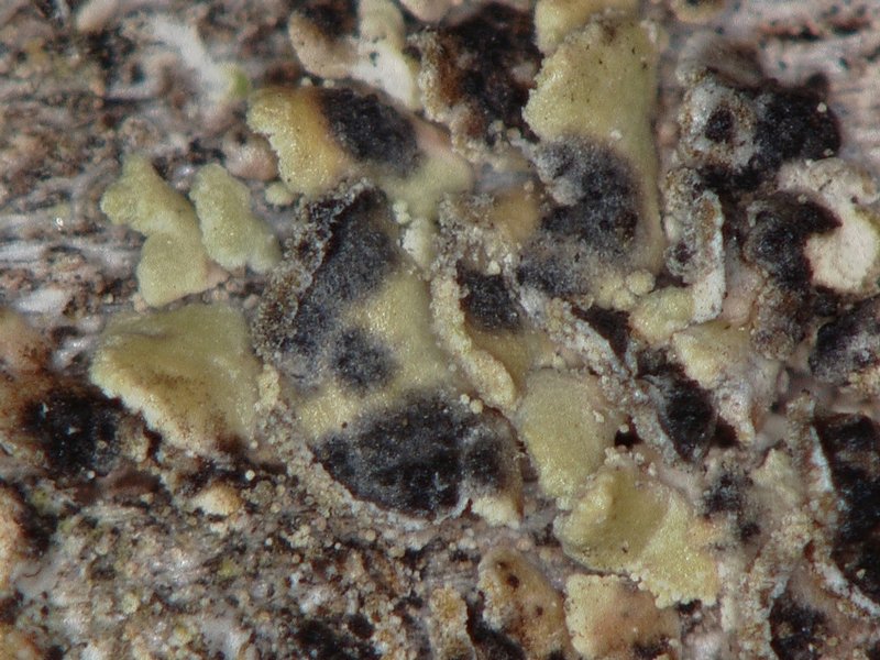 Clypeococcum hypocenomycis