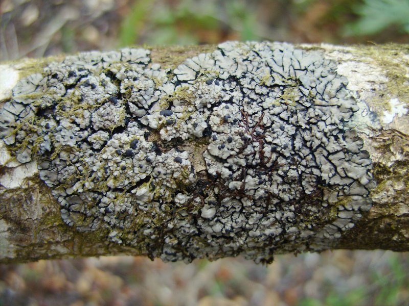 Coccocarpia erythroxyli