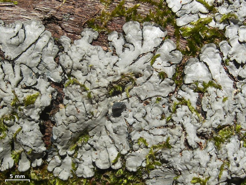 Coccocarpia erythroxyli