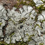 Coccocarpia erythroxyli