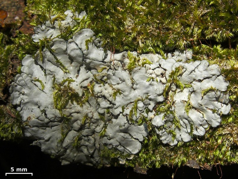 Coccocarpia erythroxyli