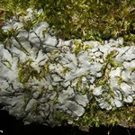 Coccocarpia erythroxyli