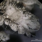 Coccocarpia palmicola
