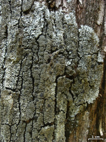 Coccocarpia palmicola