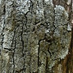 Coccocarpia palmicola
