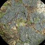 Coccocarpia prostrata