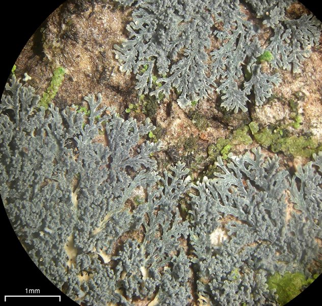 Coccocarpia prostrata