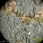 Coccocarpia prostrata