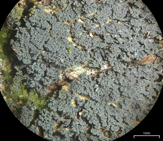 Coccocarpia prostrata