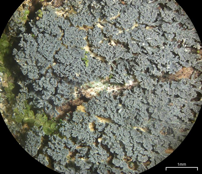 Coccocarpia prostrata