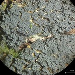 Coccocarpia prostrata