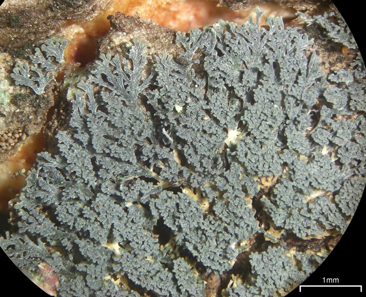 Coccocarpia prostrata