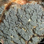 Coccocarpia prostrata