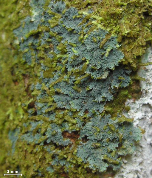 Coccocarpia prostrata