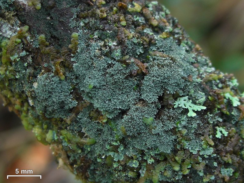 Coccocarpia prostrata