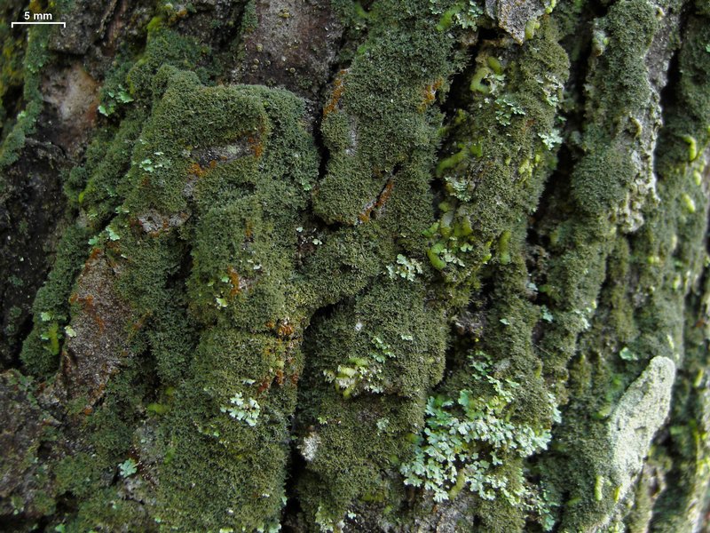 Coccocarpia prostrata