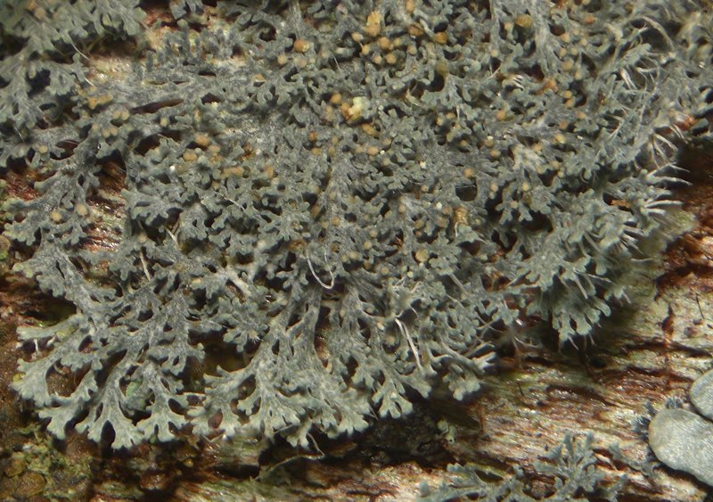 Coccocarpia prostrata