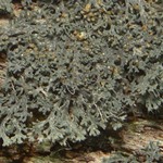 Coccocarpia prostrata