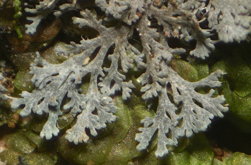 Coccocarpia prostrata