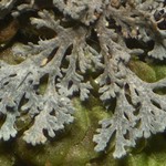 Coccocarpia prostrata