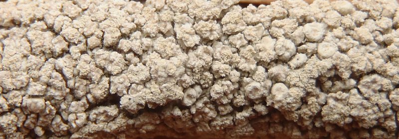 Coccotrema pocillarium