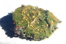 Coenogonium implexum