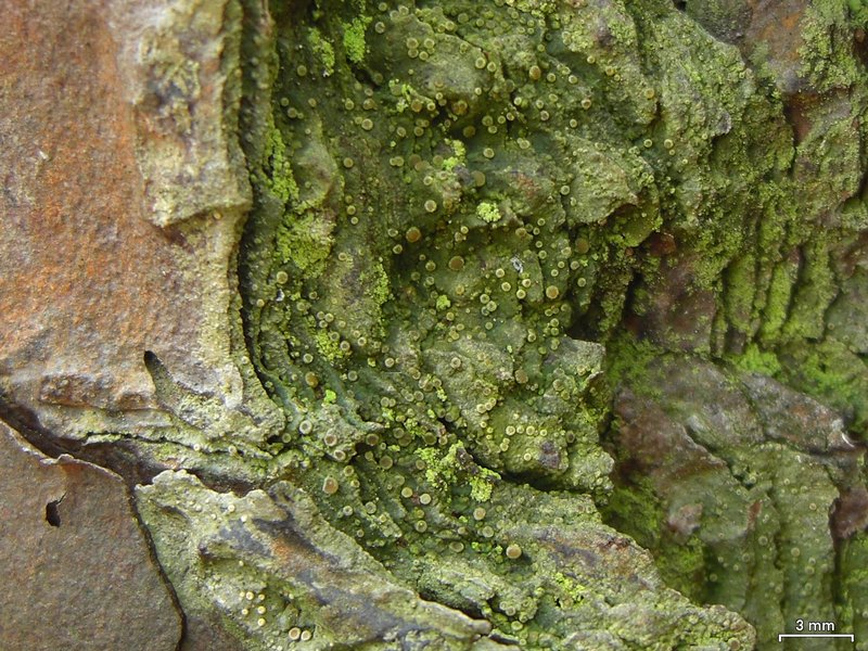 Coenogonium luteum
