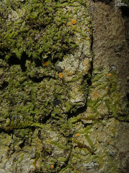 Coenogonium luteum