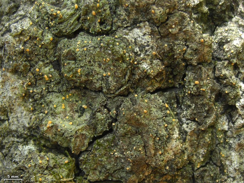 Coenogonium luteum