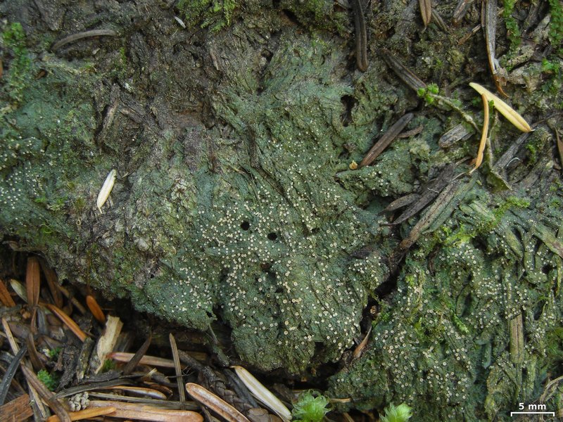 Coenogonium luteum