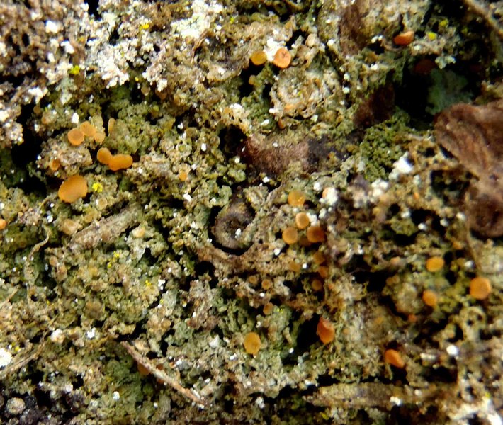 Coenogonium luteum