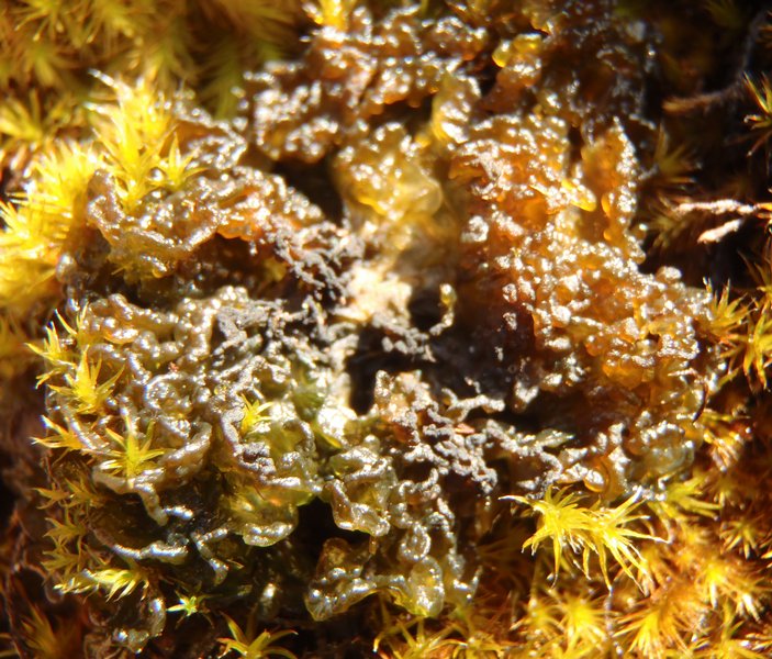 Collema auriforme