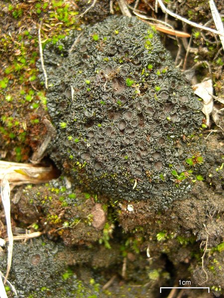 Collema bachmanianum