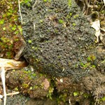 Collema bachmanianum