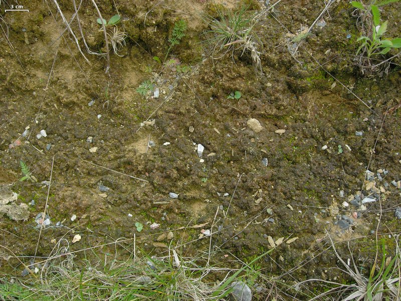 Collema bachmanianum