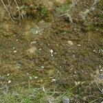 Collema bachmanianum