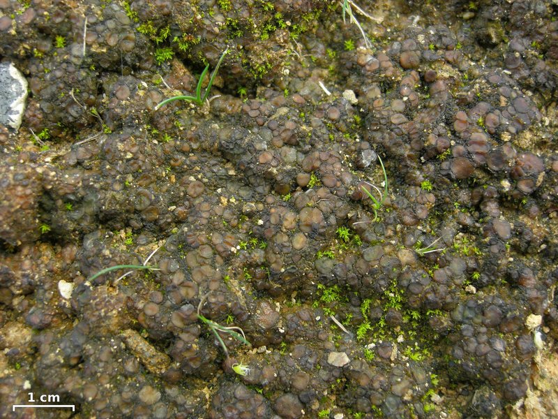 Collema bachmanianum